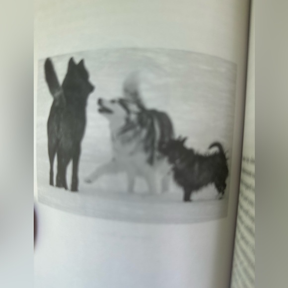 “A Wolf Called Romeo” Hardcover Nick Jans Wildlife Meets Humans EcoConservation - Picture 5 of 6